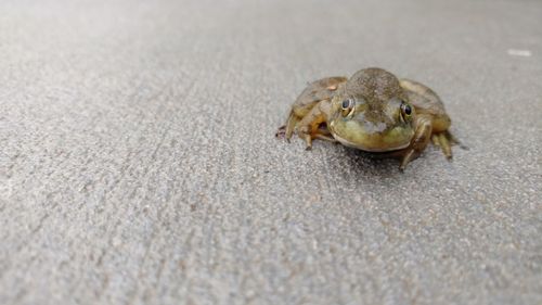 Close-up of lizard