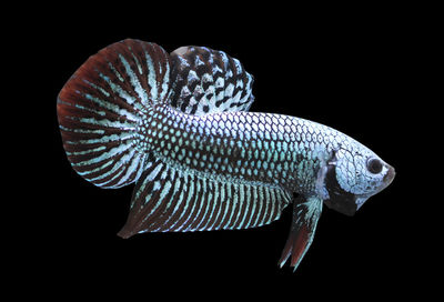 Close-up of fish against black background