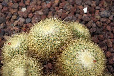 Close-up of cactus