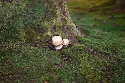 Mushrooms growing on tree trunk