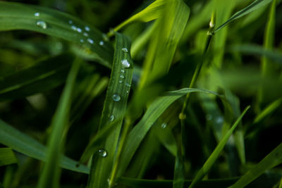 Close-up of wet grass