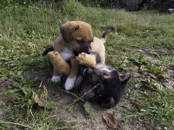 High angle view of a dog
