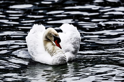 Swan swimming in lake