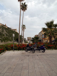 View of palm trees against cloudy sky