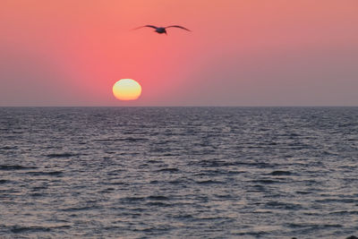 Bird flying over sea at sunset