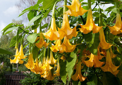 Low angle view of yellow plants against sky