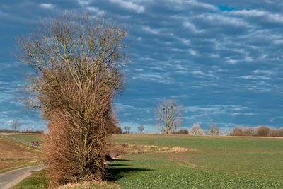 Bare tree on field against sky