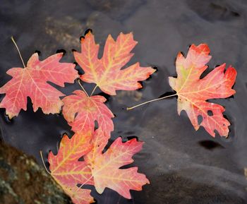 High angle view of autumn leaves floating on water