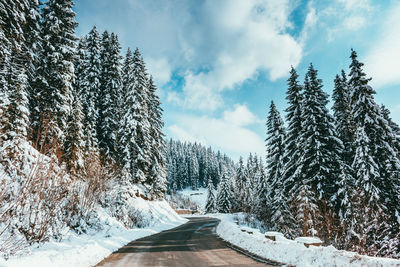 Road amidst trees against sky during winter