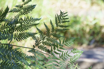 Close-up of pine tree leaves