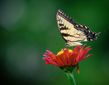 Close-up of butterfly pollinating on pink flower