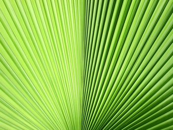 Full frame shot of palm leaf