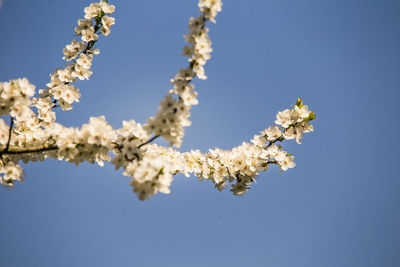 A beautiful, white plum blossoms in the spring. blossoming plum tree in a sunny day. 