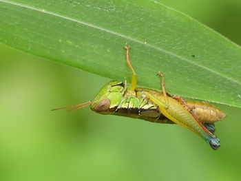 Close-up of insect on leaf