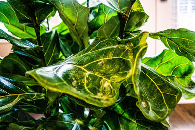 Close-up of fresh green plant