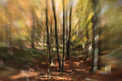 Defocused image of trees on field