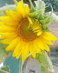 Close-up of yellow flowering plant