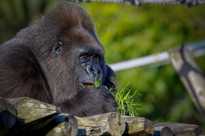 Close-up of monkey on tree