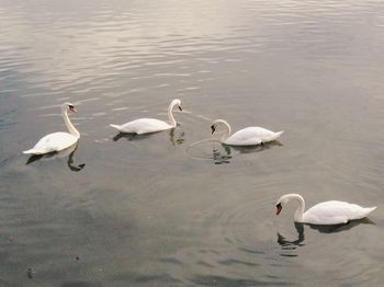 Bird flying over calm lake