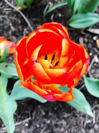 Close-up of orange flower blooming outdoors