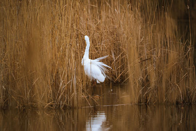 Bird flying over lake