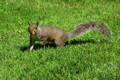 Side view of squirrel on grass