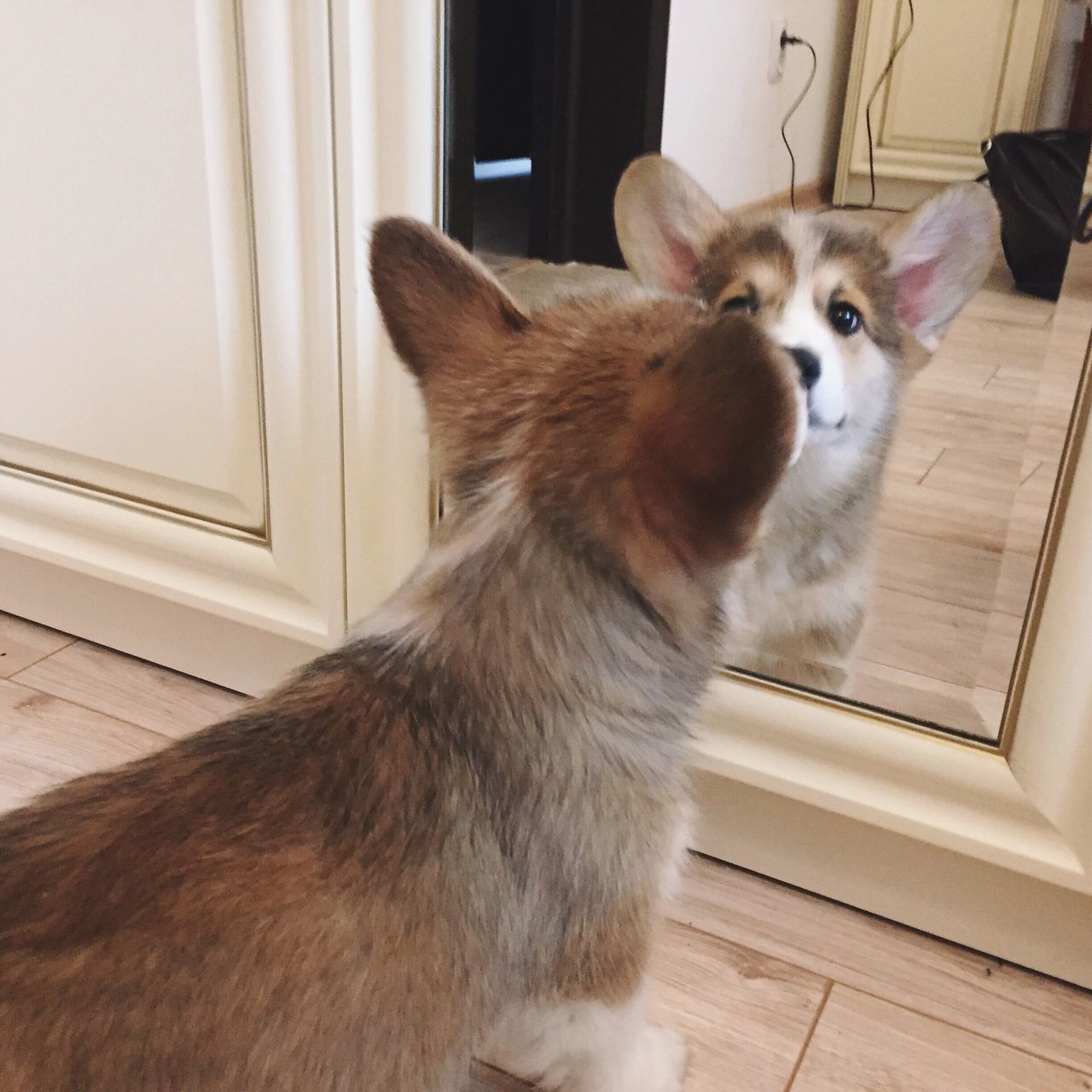 animal themes, one animal, pets, domestic animals, domestic cat, mammal, cat, indoors, feline, close-up, window, animal hair, zoology, animal body part, animal head, curiosity, animal, whisker, alertness, at home, day, focus on foreground, fluffy, pampered pets