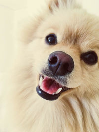 Close-up portrait of dog sticking out tongue