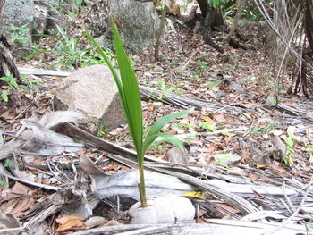 Plants in the forest