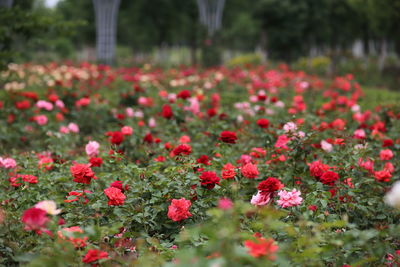 Close-up of pink flowering plants in park