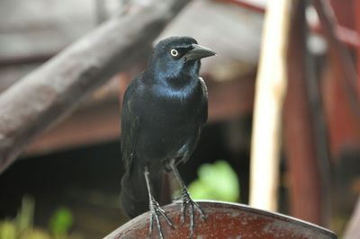 Close-up of bird perching on wall