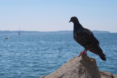 Bird perching on rock by sea against sky