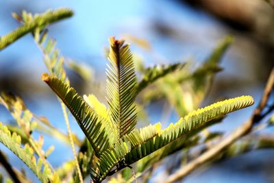 Close-up of fern leaves on branch