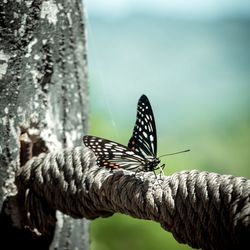 Close-up of butterfly perching