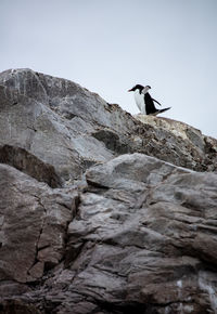 Low angle view of bird perching on rock antarctica