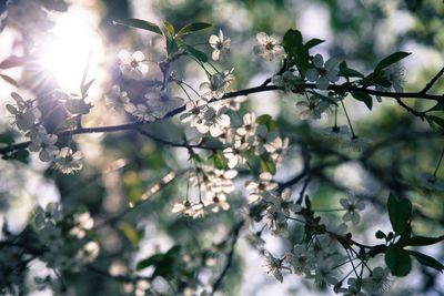 Low angle view of cherry blossom on tree