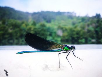 Close-up of butterfly
