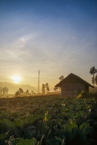 Plants growing on field against sky during sunset