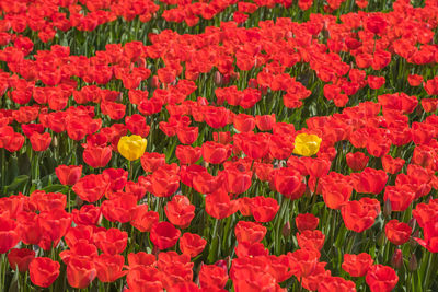 Full frame shot of red flowers on field