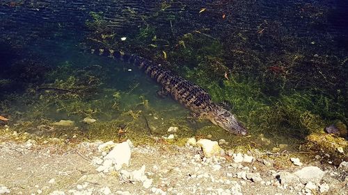 High angle view of crocodile swimming in water