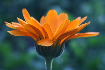 Close-up of orange flower