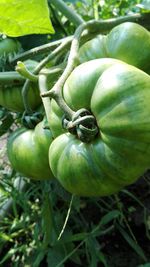 Close-up of green plant