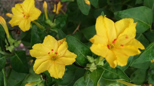 Close-up of yellow flowers blooming outdoors