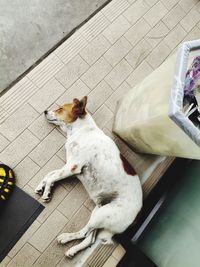 High angle view of dog sitting on footpath