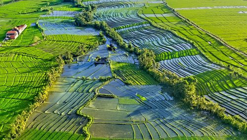 High angle view of rice field,bali , indonesia