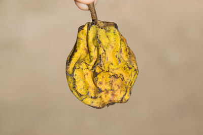 Close-up of dried fruits hanging on plant