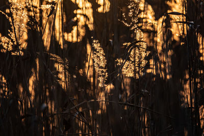 Close-up of plants growing on field at sunset