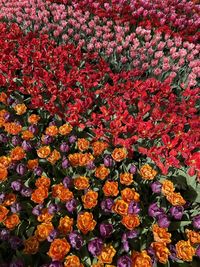 Full frame shot of plants