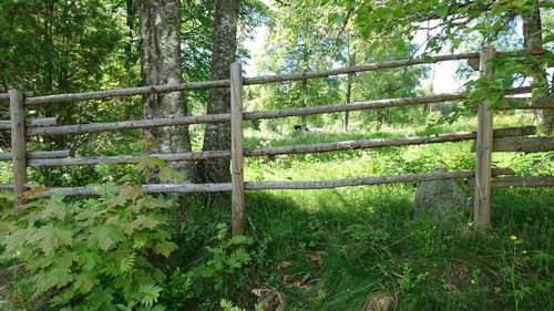 Trees growing in a park