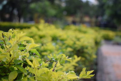 Close-up of yellow flower plant